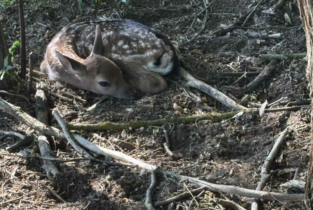 dámszarvas – Nyírségi Nyulas vadásztanya